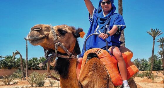 Camel caravan trekking through the lush Palmeraie of Marrakech