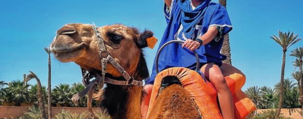 Camel caravan trekking through the lush Palmeraie of Marrakech