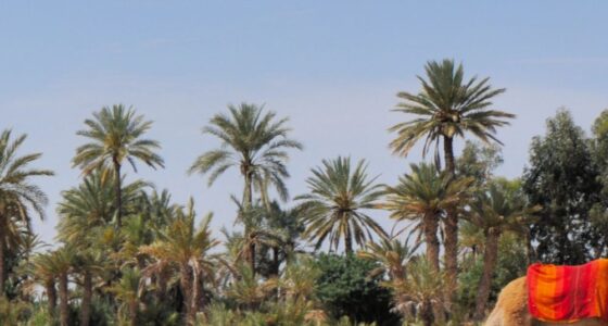 Palmeraie Marrakech